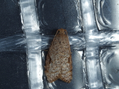 Meritastis piperata
