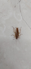 Blattella germanica