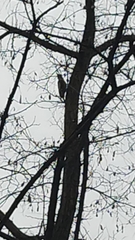 Dendrocopos major
