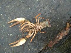 Pontastacus leptodactylus