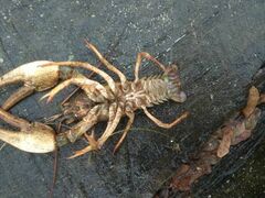 Pontastacus leptodactylus