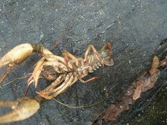 Pontastacus leptodactylus