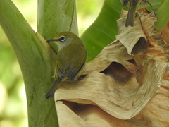 Zosterops natalis