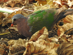 Chalcophaps indica natalis