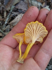 Craterellus