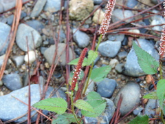 Acalypha monostachya