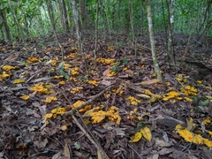 Craterellus
