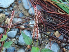Acalypha monostachya