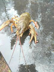 Pontastacus leptodactylus