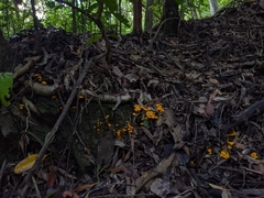 Craterellus