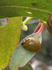 Paropsisterna cloelia