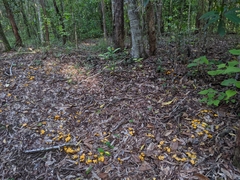 Craterellus