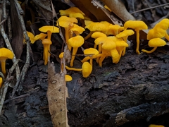Craterellus