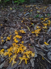 Craterellus