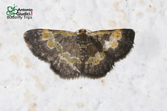 Peratophyga flavomaculata