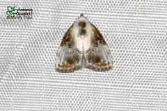 Dialithoptera margaritha