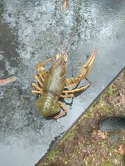 Pontastacus leptodactylus