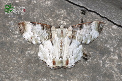 Pachyodes subtritus