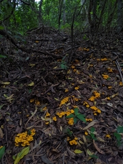 Craterellus