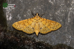 Conogethes evaxalis