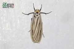 Tigrioides leucanioides