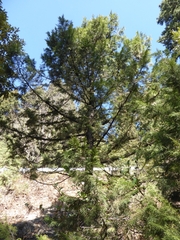 Platycladus orientalis