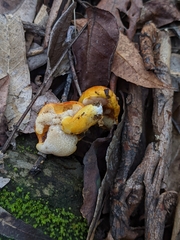 Tylopilus balloui