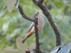 Phoenicurus frontalis