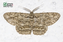 Hypomecis transcissa