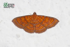 Homodes bracteigutta