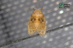 Schistophleps bipuncta