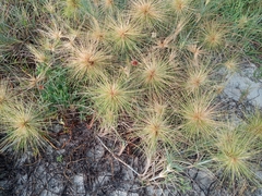 Spinifex littoreus