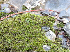 Tortella squarrosa