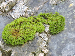 Tortella squarrosa