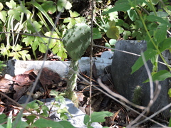 Opuntia lasiacantha