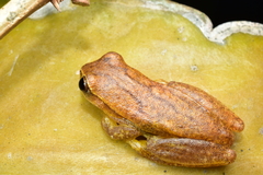 Dendropsophus microcephalus