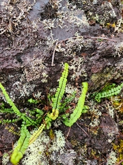 Asplenium