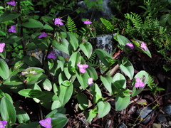 Tradescantia crassifolia