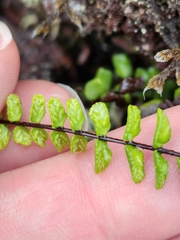 Asplenium