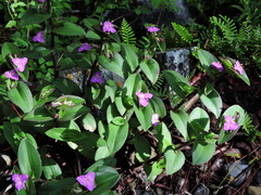 Tradescantia crassifolia