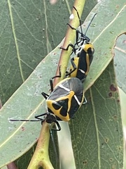 Commius elegans