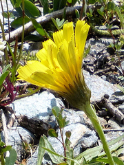 Tolpis staticifolia