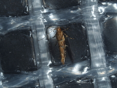 Pyroderces terminella