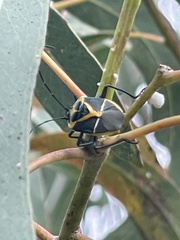 Commius elegans