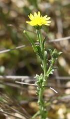 Osteospermum muricatum