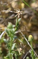 Osteospermum muricatum