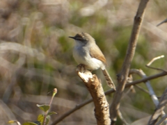 Prinia hodgsonii