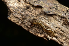 Scolopendridae