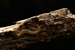 Scolopendridae