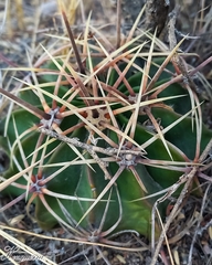 Ferocactus histrix